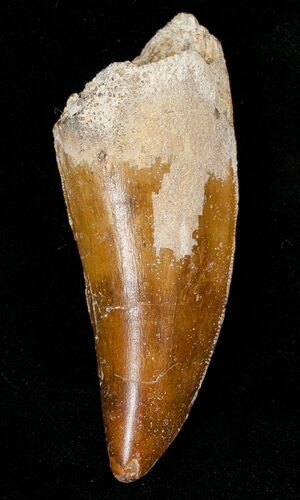 Carcharodontosaurus Tooth - Beautiful Enamel Color #17016